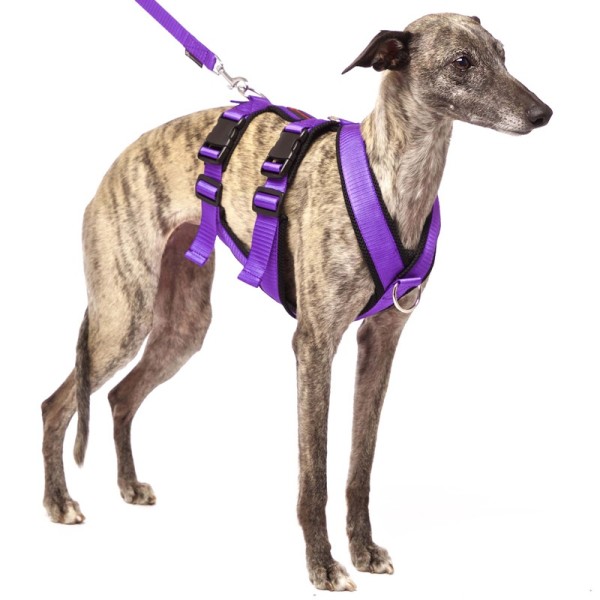Sicherheitsgeschirr Y Double für sportliche Hunde Vici Design